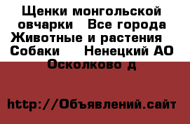 Щенки монгольской овчарки - Все города Животные и растения » Собаки   . Ненецкий АО,Осколково д.